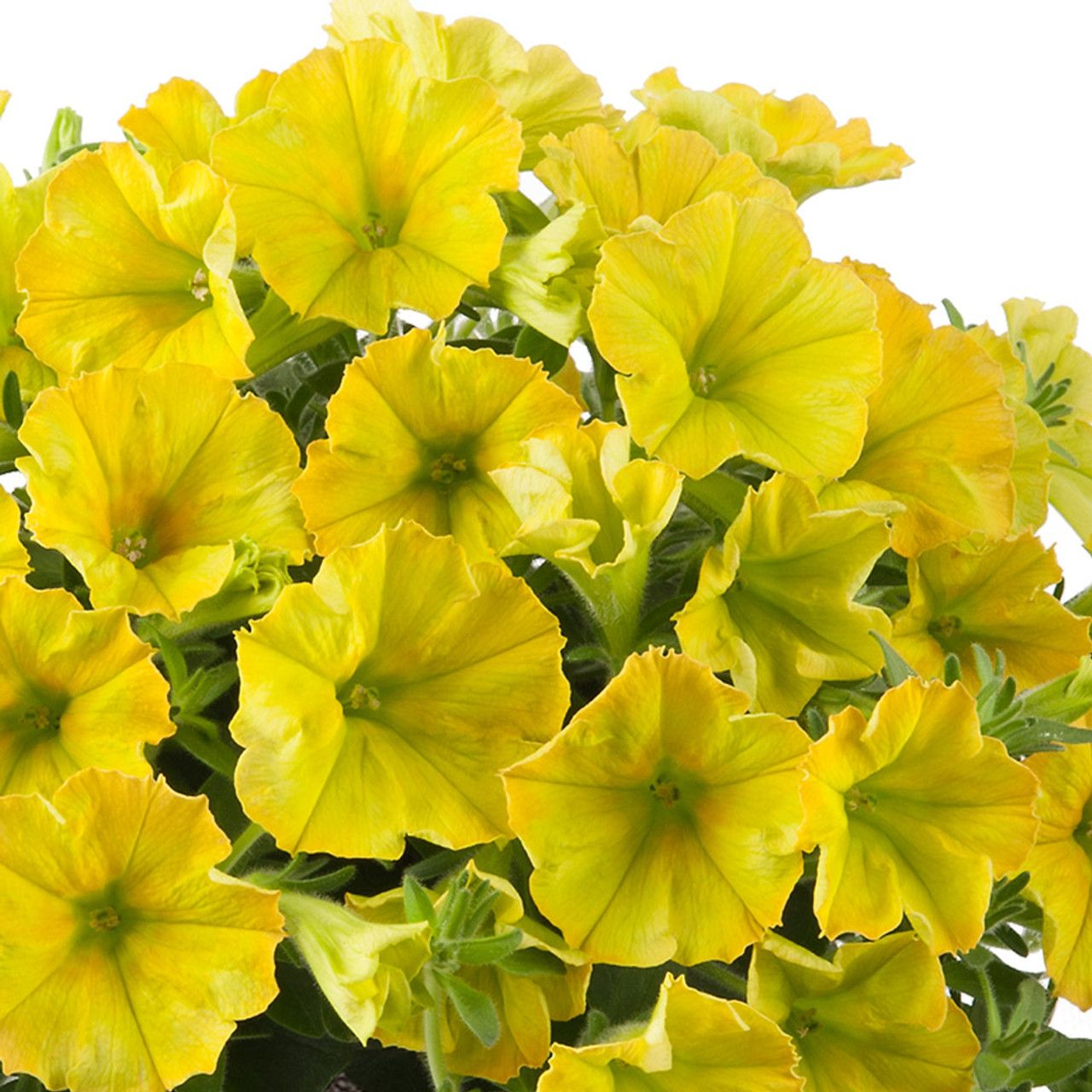 AUTO-DRAFT от Завода ФЛОРА