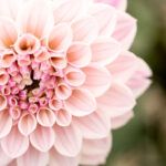 Георгины Dalaya Meena Kala от Завода ФЛОРА