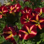 AUTO-DRAFT от Завода ФЛОРА