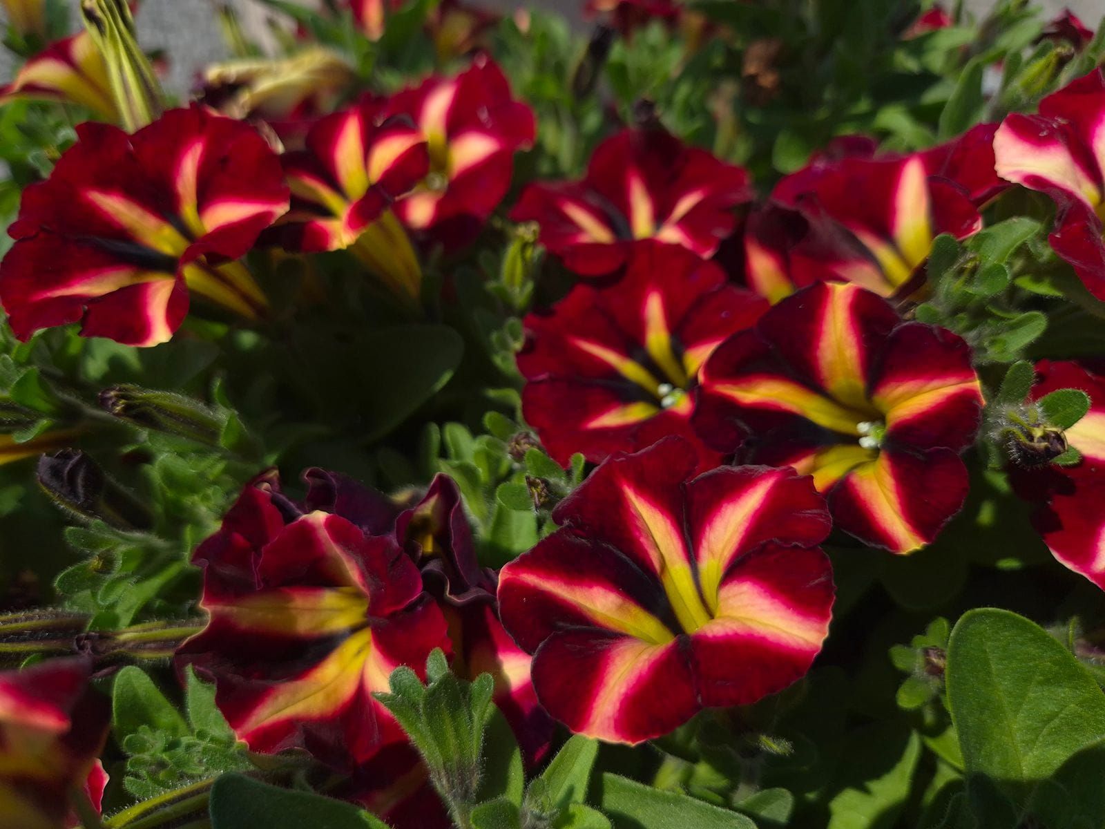 AUTO-DRAFT от Завода ФЛОРА