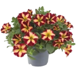 AUTO-DRAFT от Завода ФЛОРА