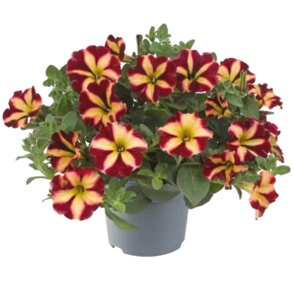 AUTO-DRAFT от Завода ФЛОРА