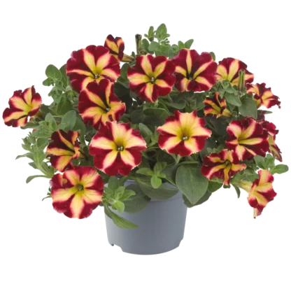 AUTO-DRAFT от Завода ФЛОРА