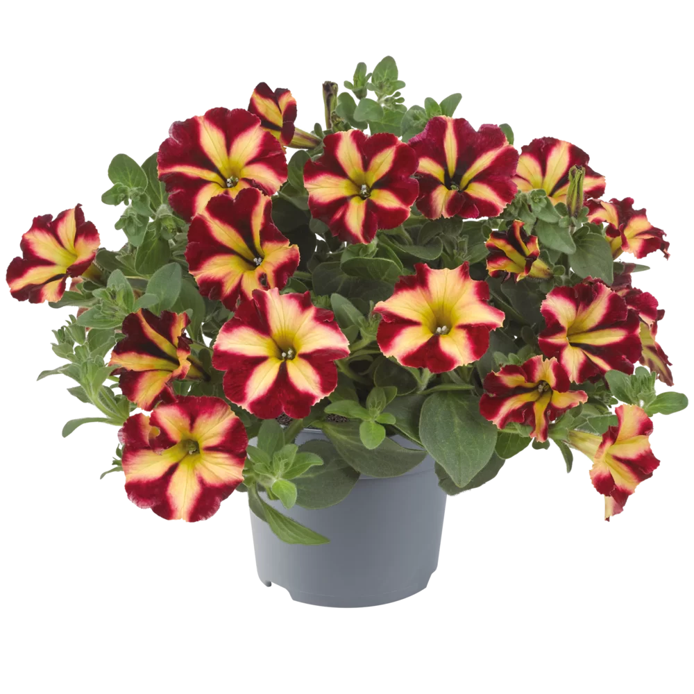 AUTO-DRAFT от Завода ФЛОРА