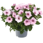 AUTO-DRAFT от Завода ФЛОРА