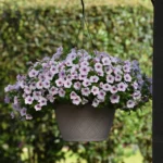 AUTO-DRAFT от Завода ФЛОРА