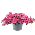 AUTO-DRAFT от Завода ФЛОРА