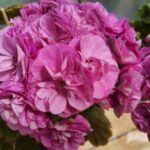 AUTO-DRAFT от Завода ФЛОРА