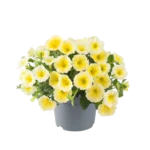 AUTO-DRAFT от Завода ФЛОРА