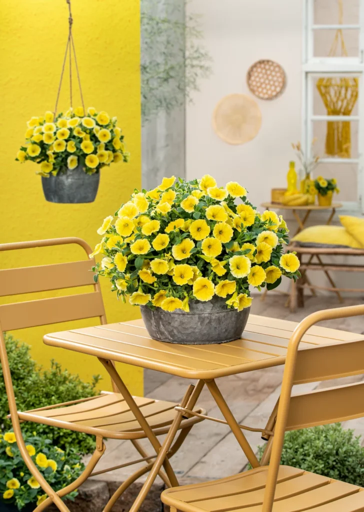 yellowpelota 6y 花柄 Петуния Bee's Knees Yellow — под предзаказ | Завод ФЛОРА