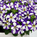 Петуния Go!Tunia Lucky Lilac от Завода ФЛОРА