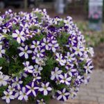 Петуния Go!Tunia Lucky Lilac от Завода ФЛОРА