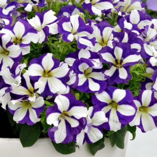 Петуния Go!Tunia Lucky Lilac от Завода ФЛОРА