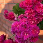 Пеларгония ЮВ Византия от Завода ФЛОРА