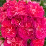 Пеларгония ЮВ Византия от Завода ФЛОРА