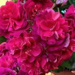 Пеларгония ЮВ Византия от Завода ФЛОРА