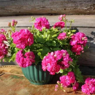 AUTO-DRAFT от Завода ФЛОРА