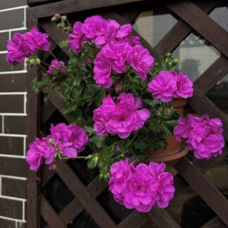 AUTO-DRAFT от Завода ФЛОРА