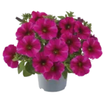 AUTO-DRAFT от Завода ФЛОРА