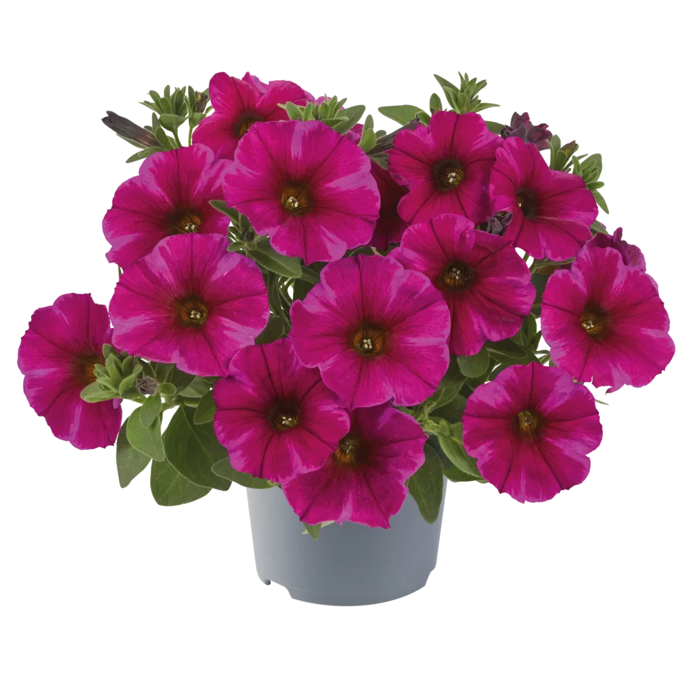 AUTO-DRAFT от Завода ФЛОРА