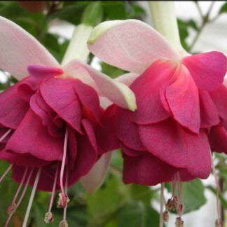 AUTO-DRAFT от Завода ФЛОРА