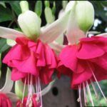 AUTO-DRAFT от Завода ФЛОРА