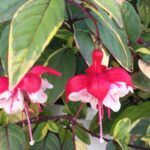 AUTO-DRAFT от Завода ФЛОРА