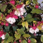 AUTO-DRAFT от Завода ФЛОРА