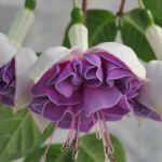 AUTO-DRAFT от Завода ФЛОРА