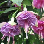 AUTO-DRAFT от Завода ФЛОРА