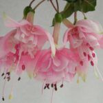 AUTO-DRAFT от Завода ФЛОРА