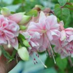 AUTO-DRAFT от Завода ФЛОРА