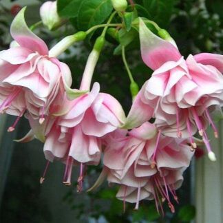 AUTO-DRAFT от Завода ФЛОРА