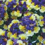 AUTO-DRAFT от Завода ФЛОРА