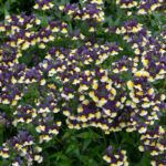 AUTO-DRAFT от Завода ФЛОРА