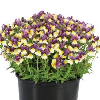 AUTO-DRAFT от Завода ФЛОРА