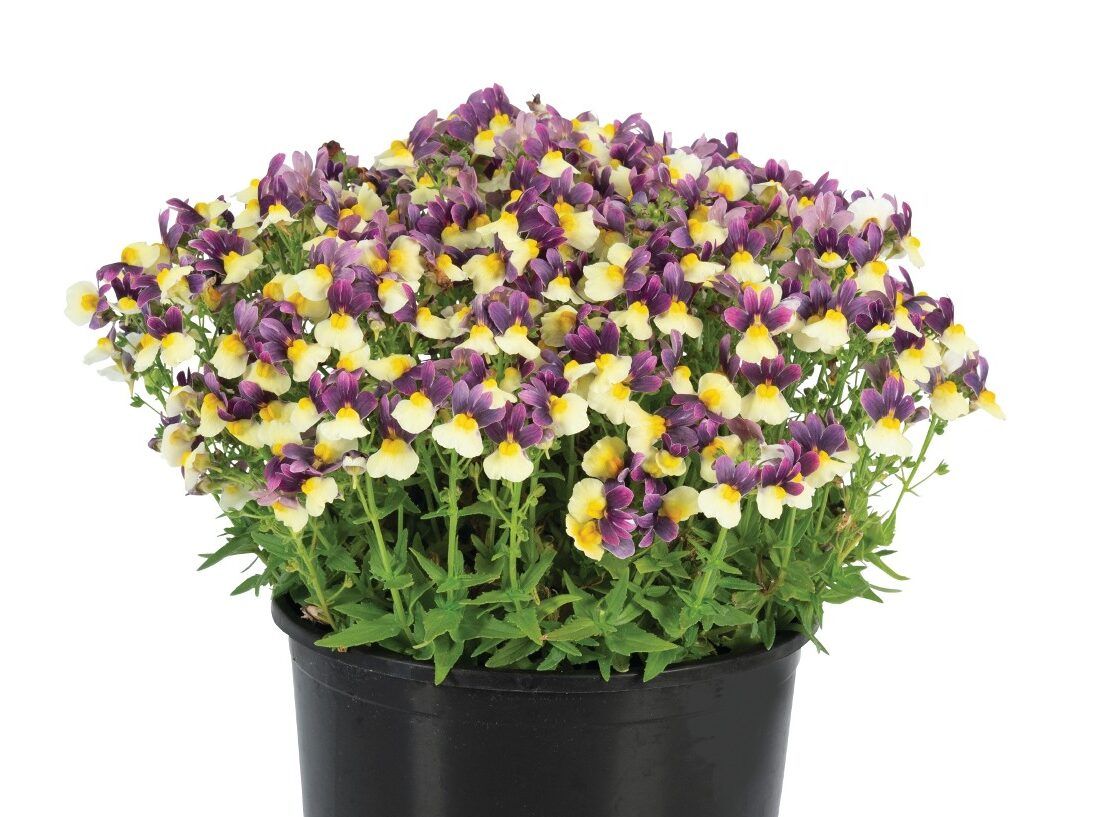 AUTO-DRAFT от Завода ФЛОРА