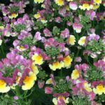 AUTO-DRAFT от Завода ФЛОРА