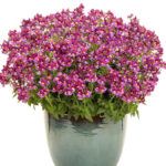 AUTO-DRAFT от Завода ФЛОРА