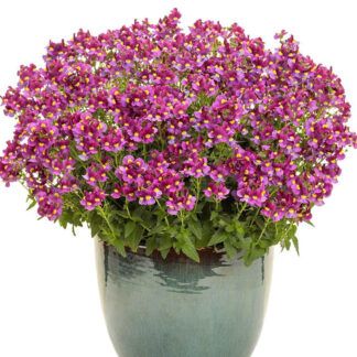 AUTO-DRAFT от Завода ФЛОРА