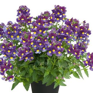 AUTO-DRAFT от Завода ФЛОРА