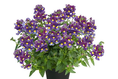 AUTO-DRAFT от Завода ФЛОРА