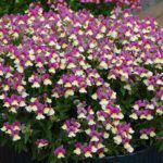 AUTO-DRAFT от Завода ФЛОРА