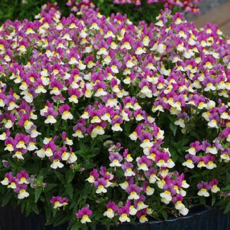 AUTO-DRAFT от Завода ФЛОРА