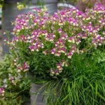 AUTO-DRAFT от Завода ФЛОРА