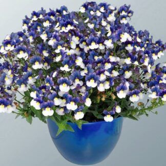 AUTO-DRAFT от Завода ФЛОРА