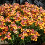 AUTO-DRAFT от Завода ФЛОРА