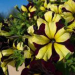 AUTO-DRAFT от Завода ФЛОРА