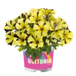 AUTO-DRAFT от Завода ФЛОРА