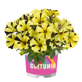 AUTO-DRAFT от Завода ФЛОРА